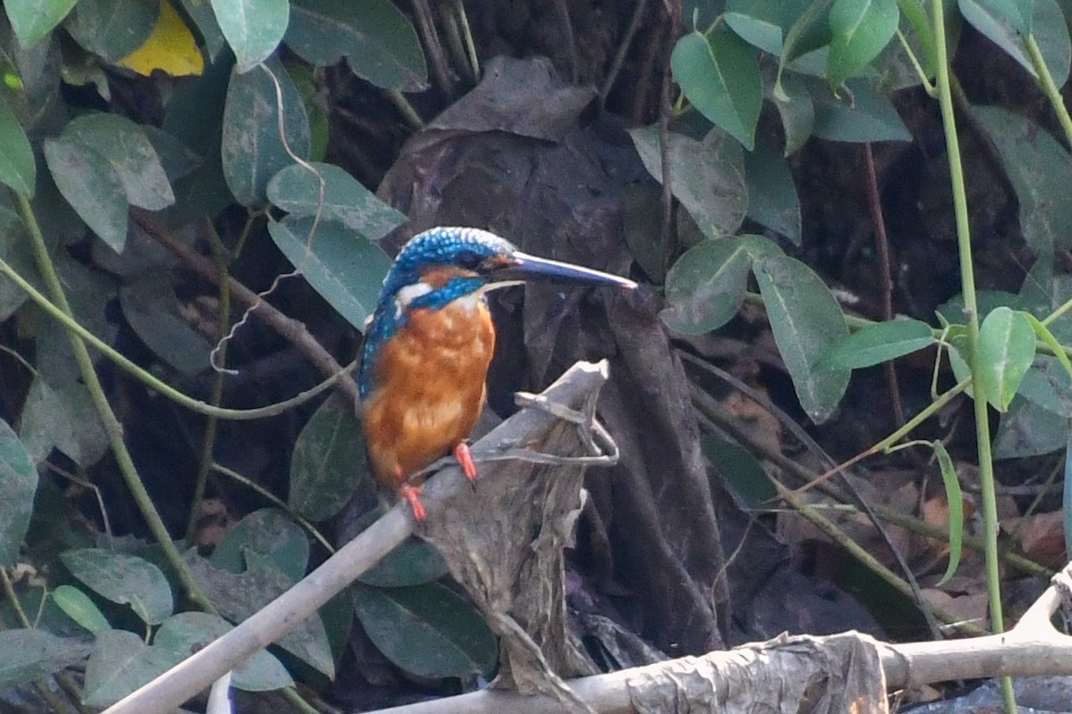 Martín Pescador Común - ML619069133