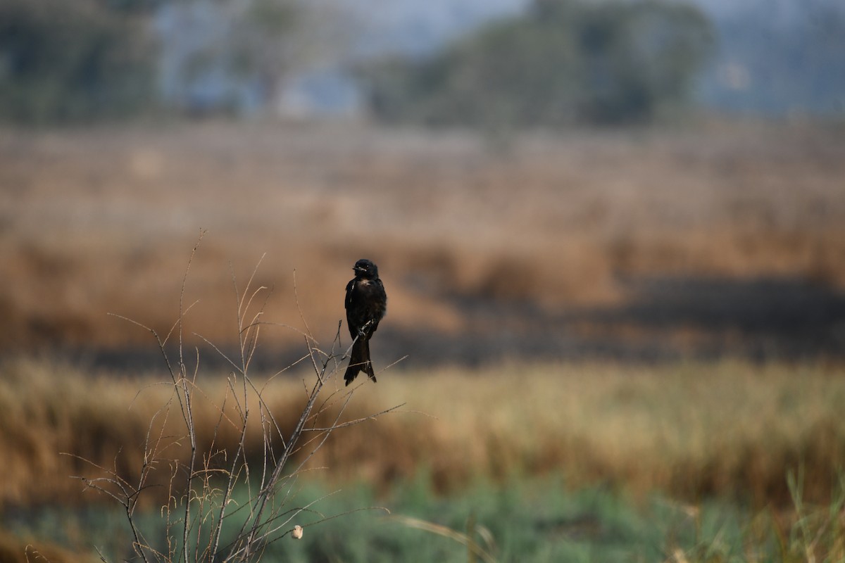 Black Drongo - ML619069134