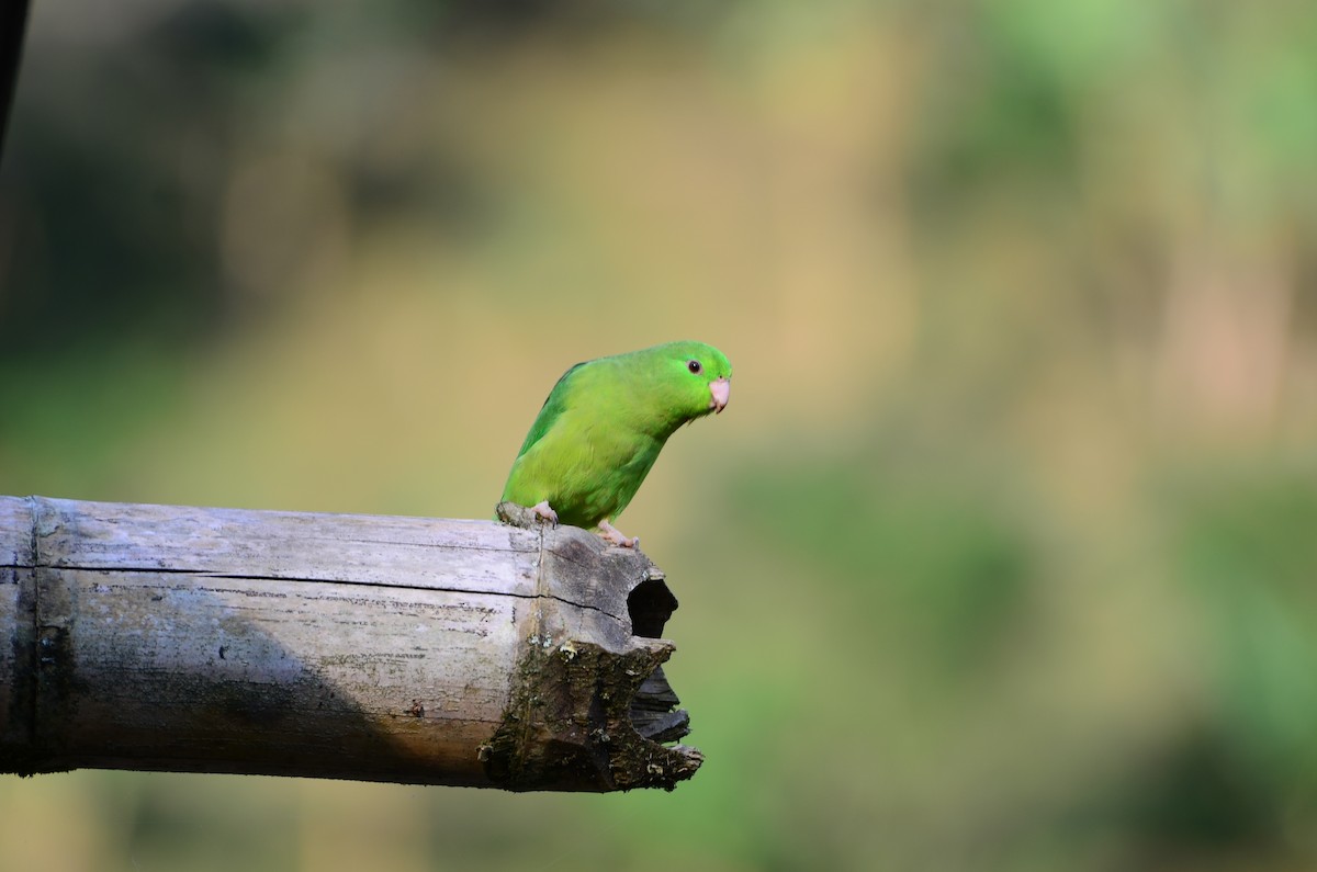 Spectacled Parrotlet - Hugo Tabares Barrera