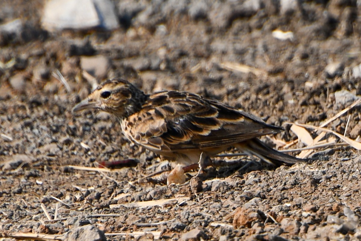 Oriental Skylark - ML619069142