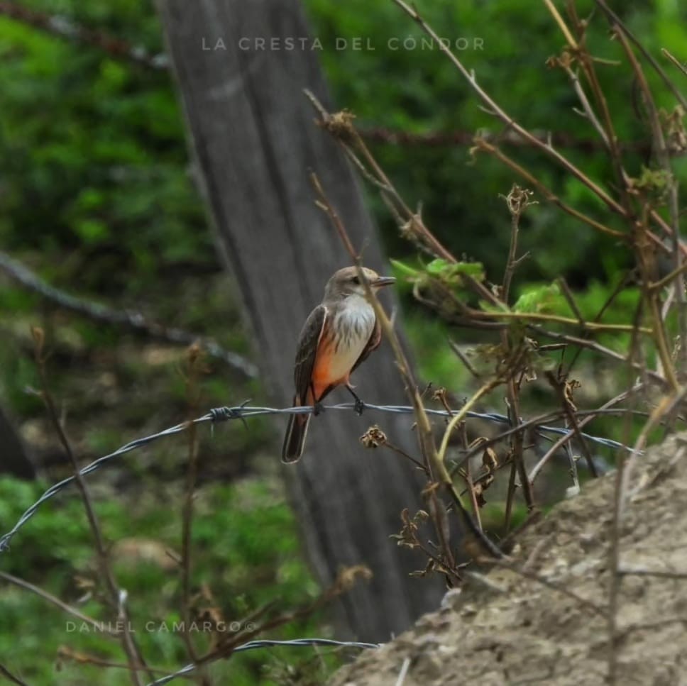 Vermilion Flycatcher - La Cresta del Cóndor