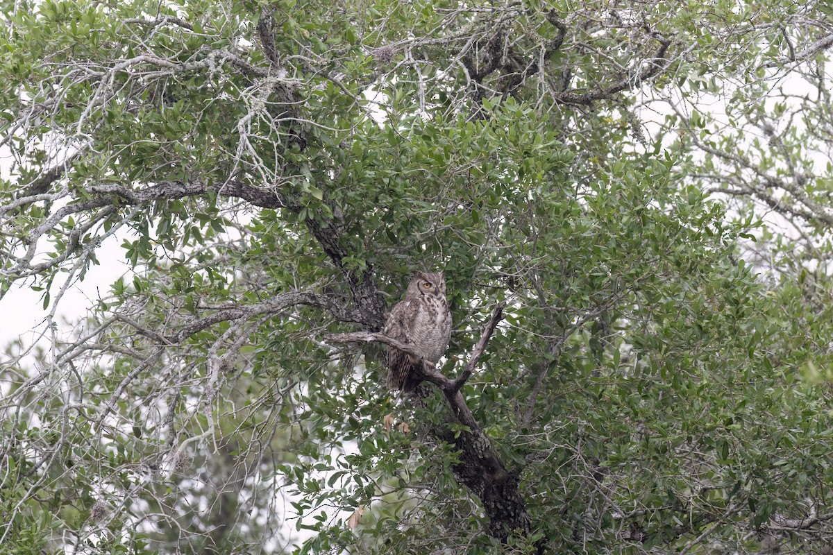 Great Horned Owl - Robert McMorran