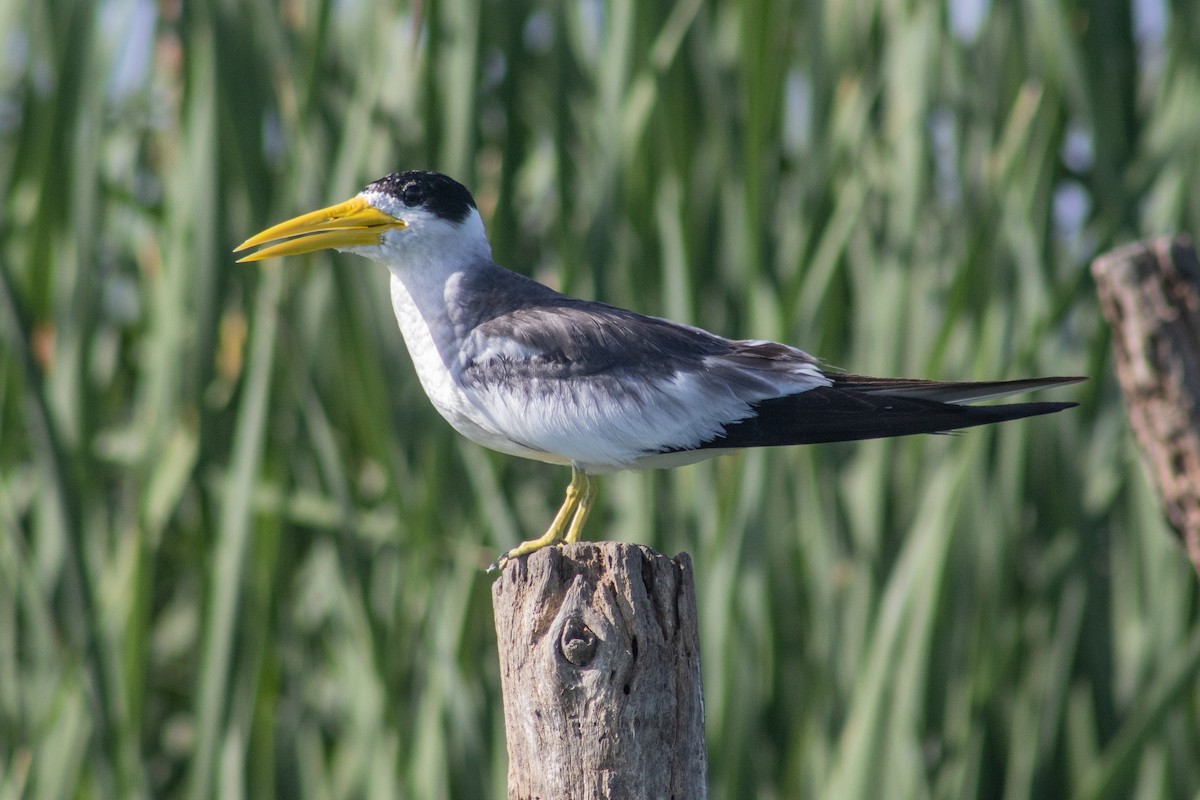 Large-billed Tern - Cindy  López