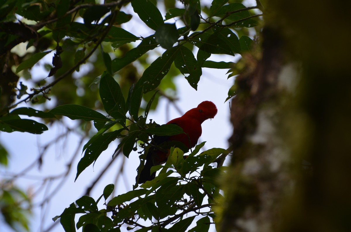 Andean Cock-of-the-rock - ML619069174