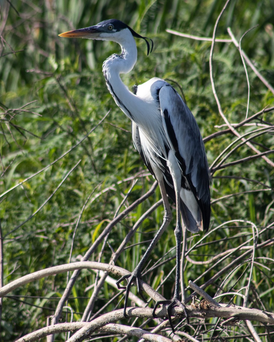 Cocoi Heron - Cindy  López