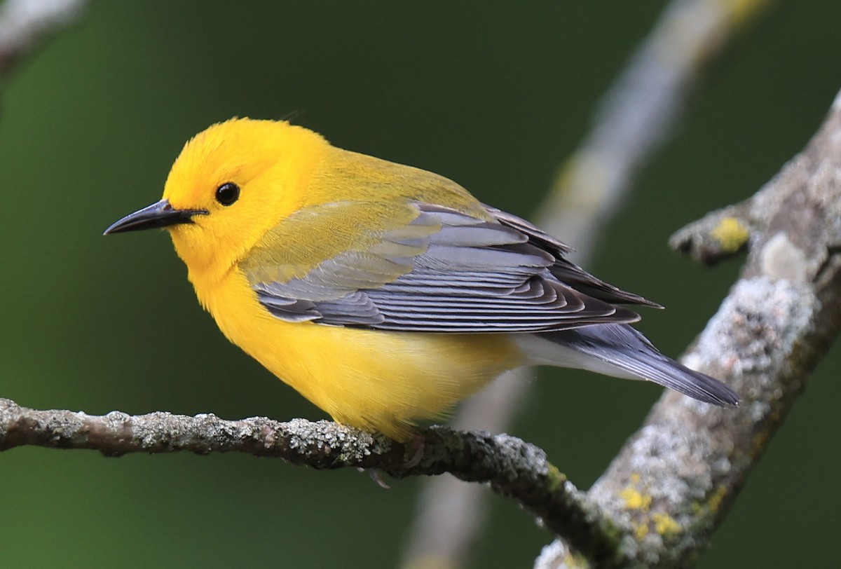 Prothonotary Warbler - William Baldridge