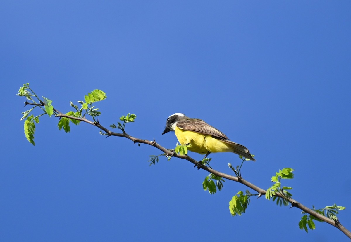 Great Kiskadee - Steve Scordino