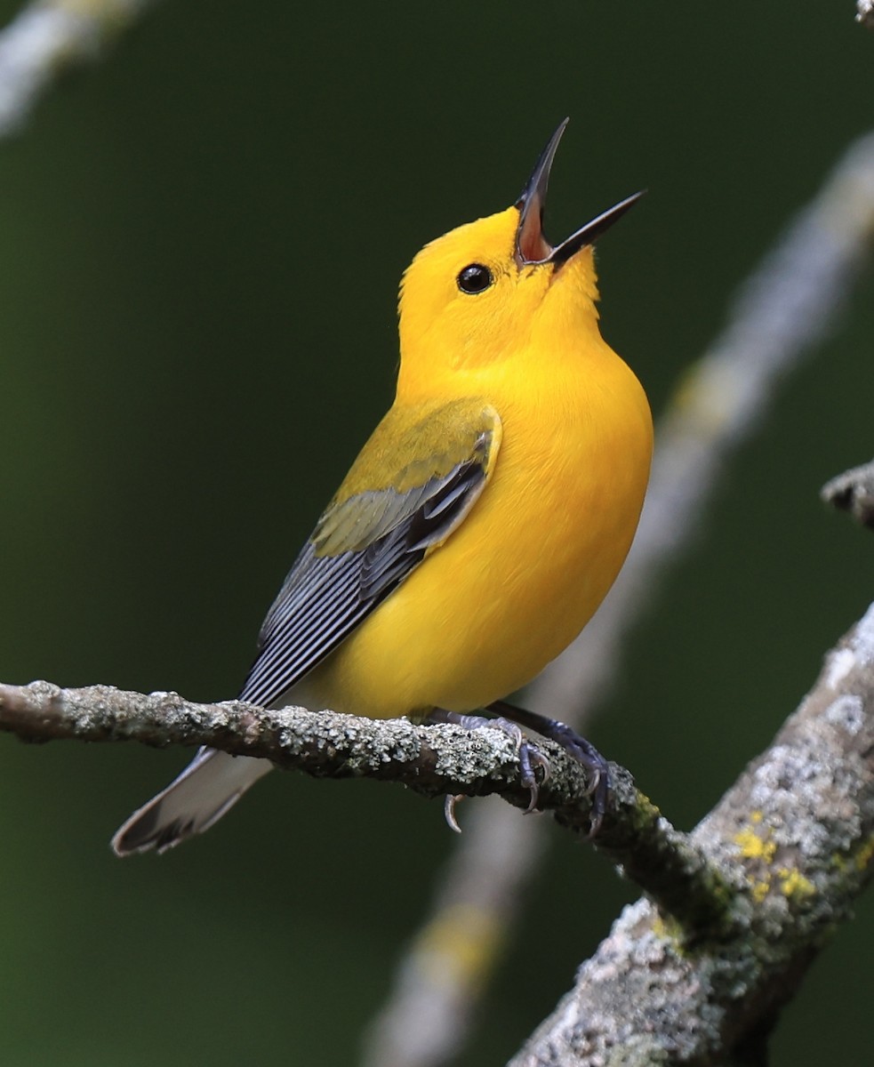 Prothonotary Warbler - William Baldridge