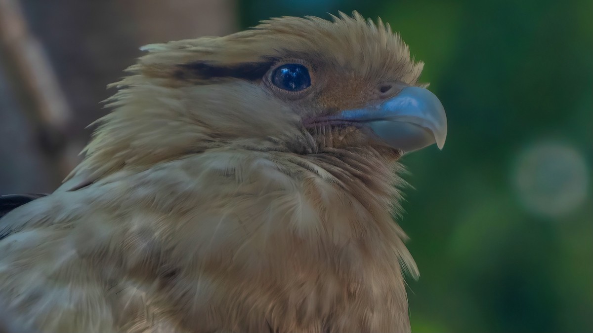 Yellow-headed Caracara - chef Ito