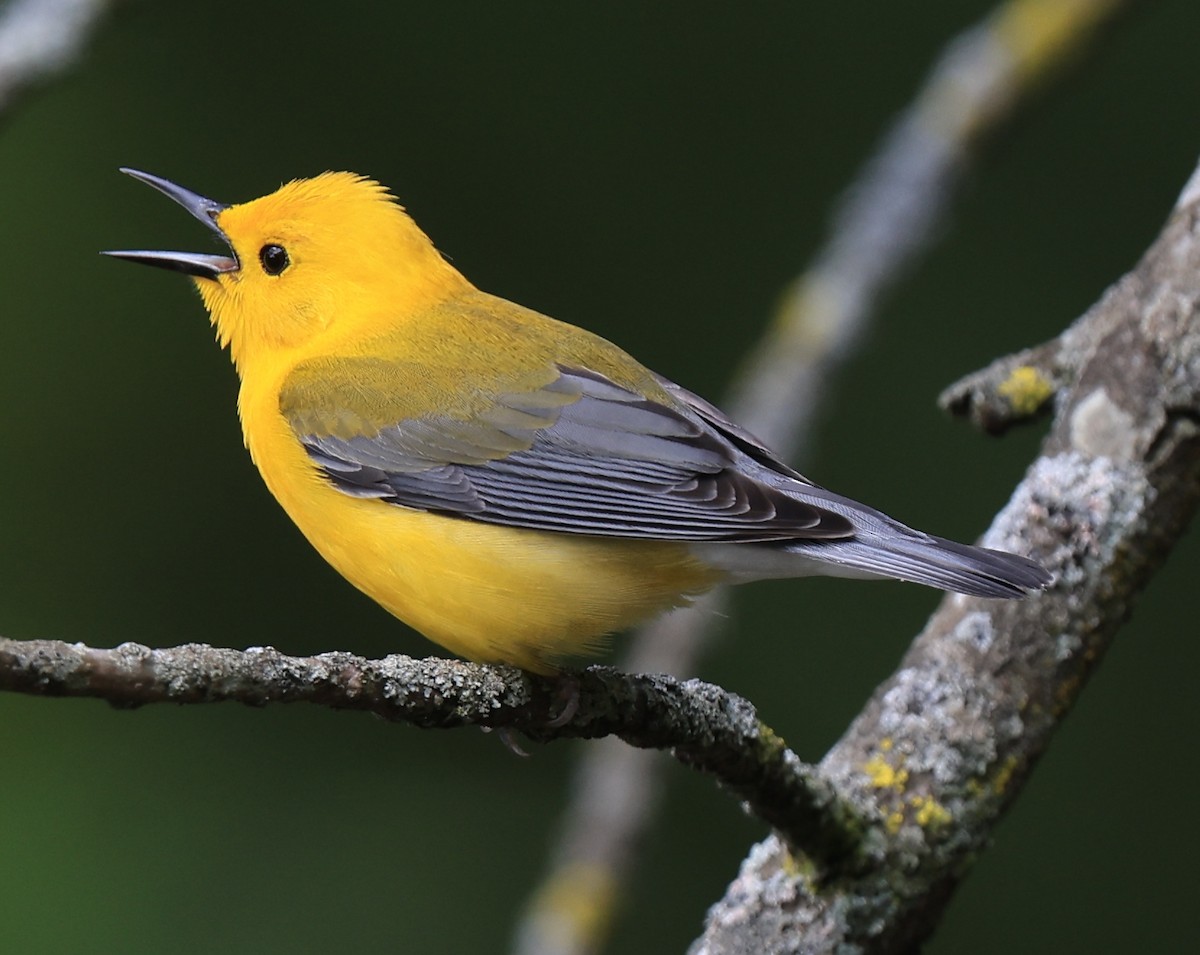 Prothonotary Warbler - William Baldridge