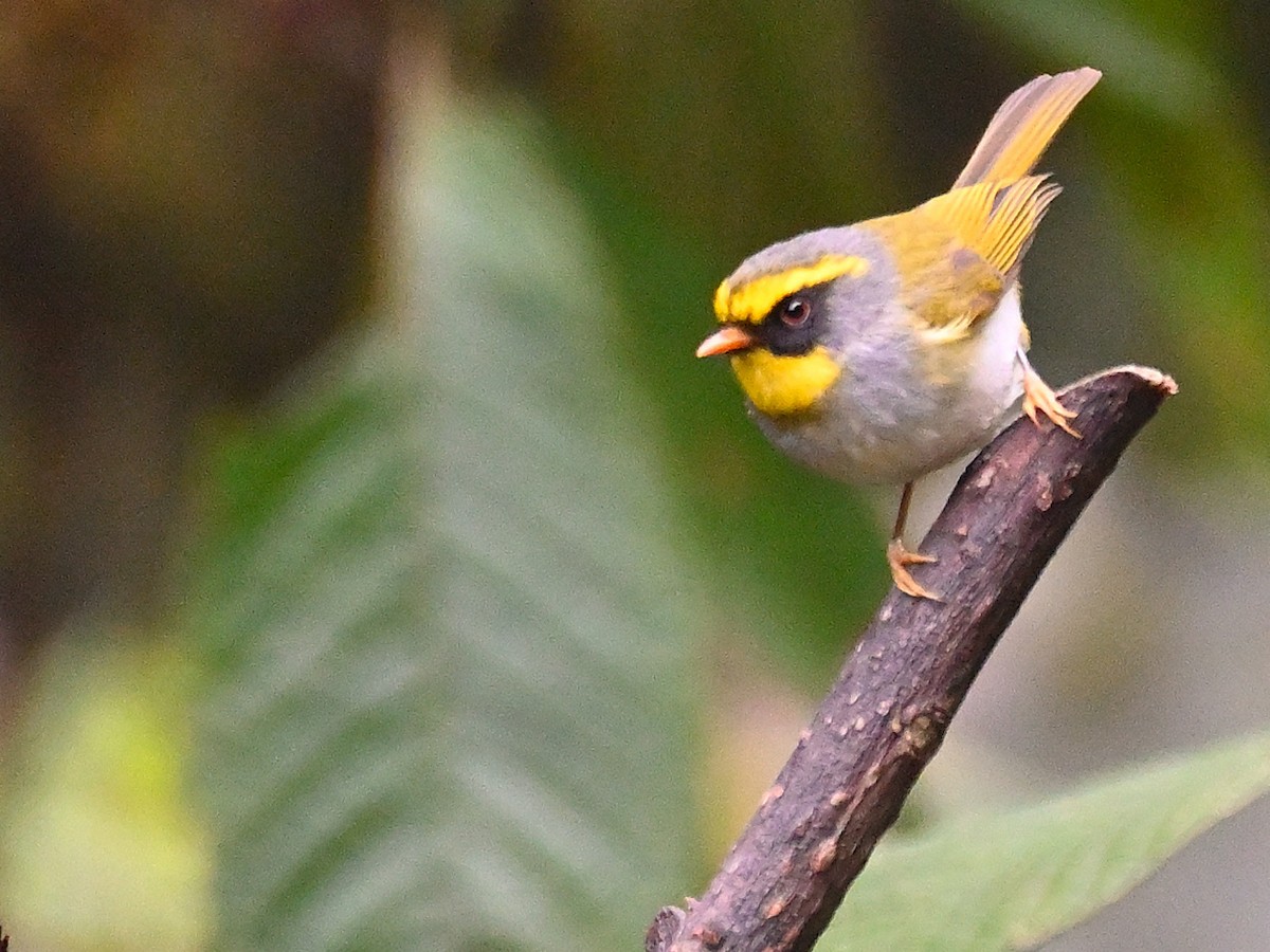 Black-faced Warbler - Anshu Arora