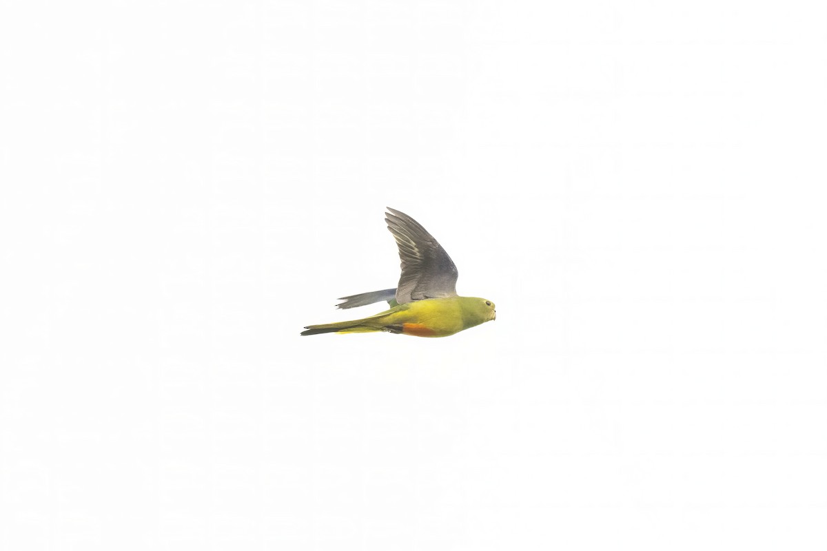Orange-bellied Parrot - Ian Shrubsole