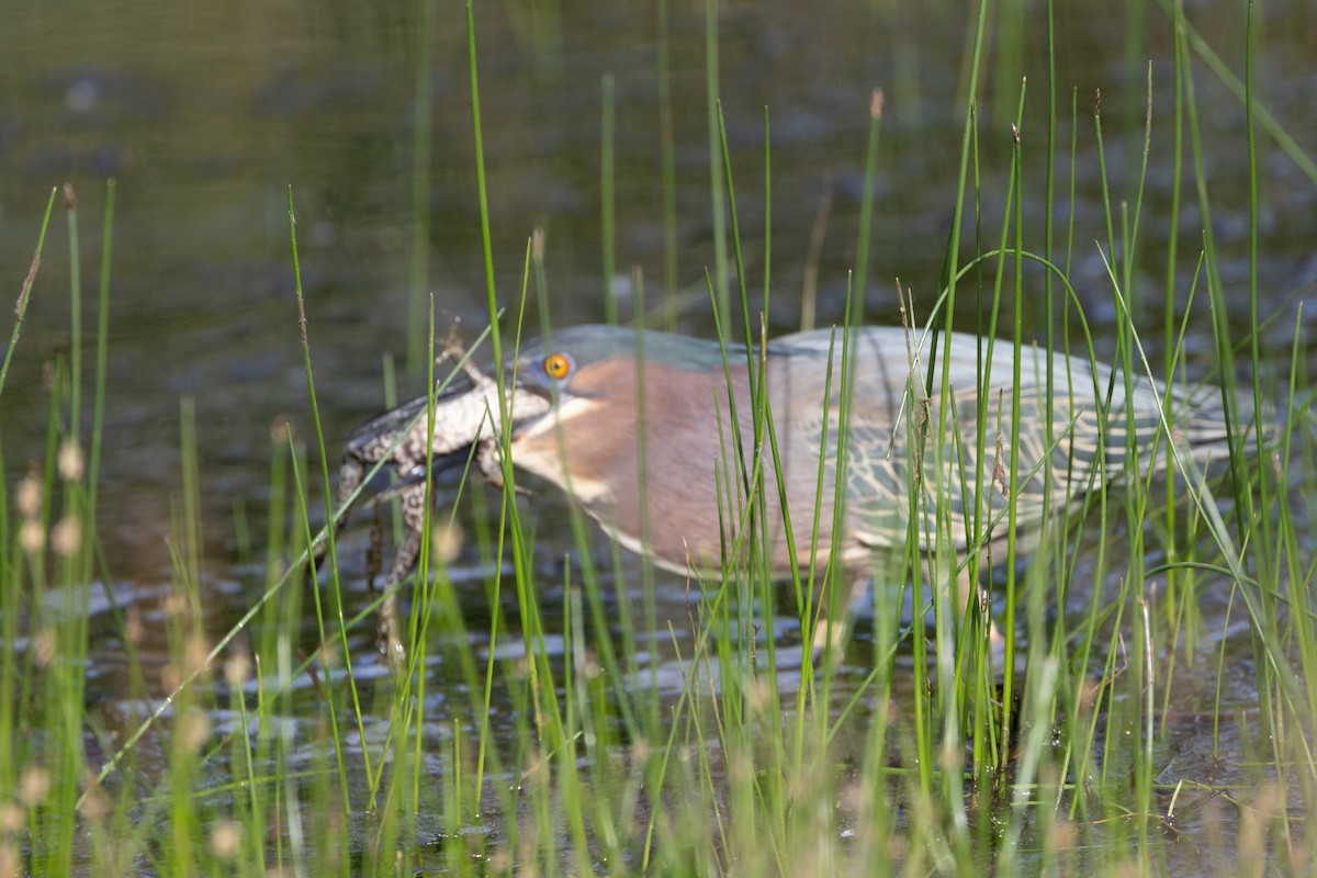 Green Heron - Chris Steinbronn