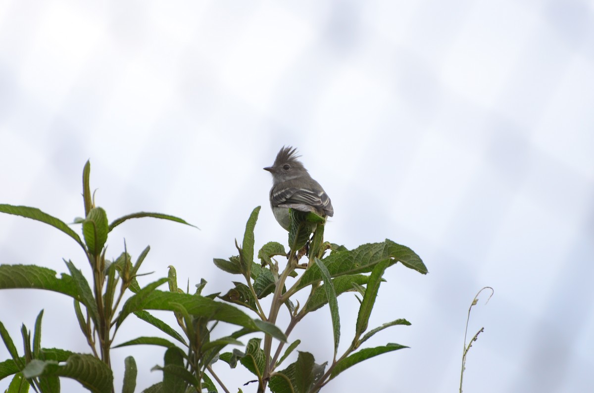 Yellow-bellied Elaenia - ML619069227