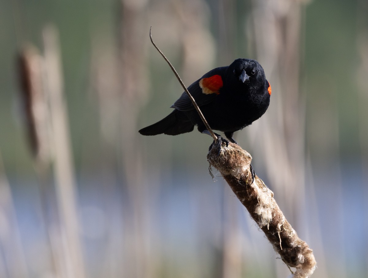 Red-winged Blackbird - Chris Steinbronn