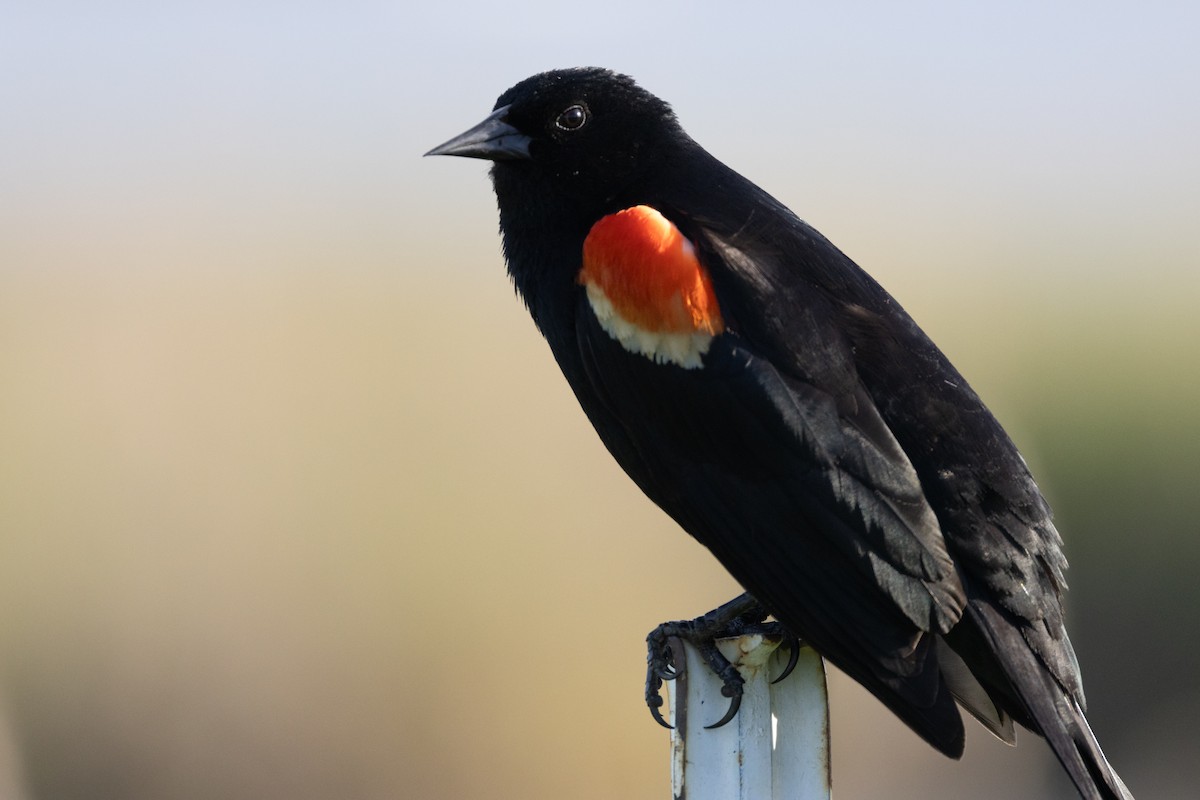 Red-winged Blackbird - Chris Steinbronn