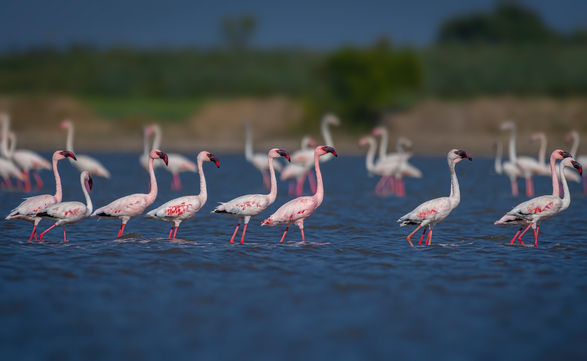 Lesser Flamingo - Rahul Chakraborty