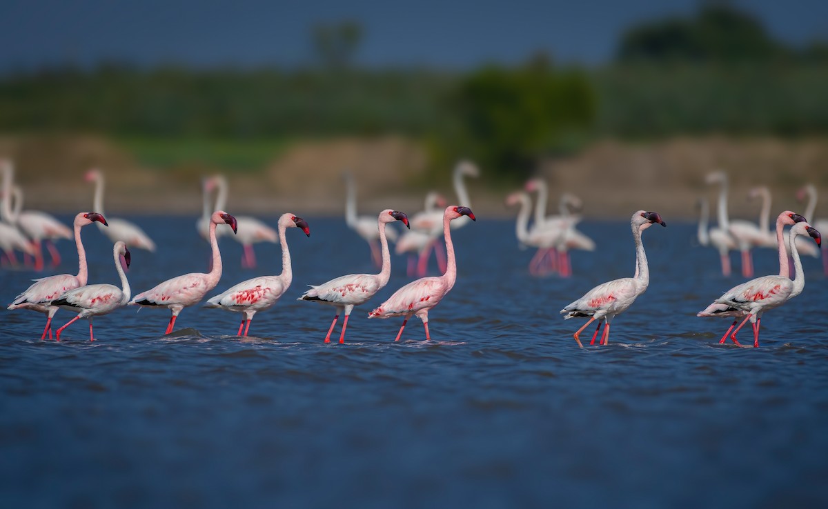 Lesser Flamingo - ML619069236