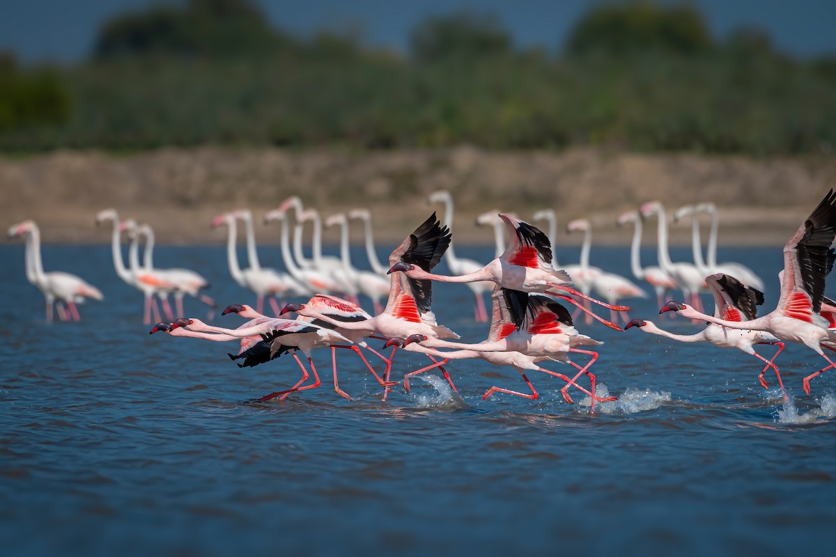 Lesser Flamingo - Rahul Chakraborty