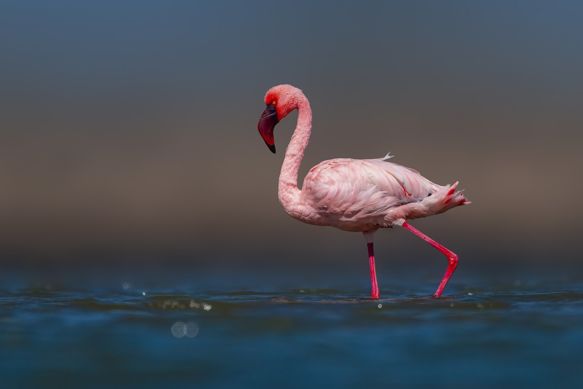 Lesser Flamingo - Rahul Chakraborty