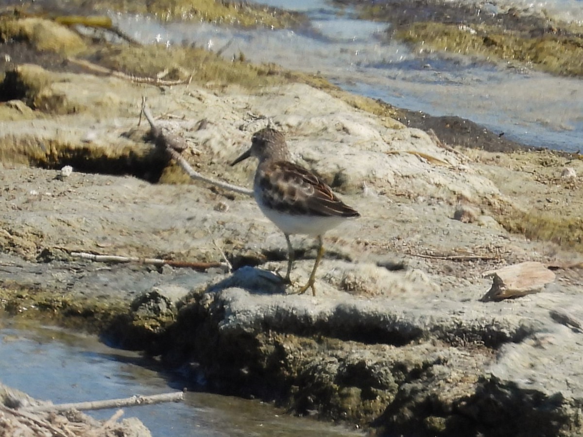 Least Sandpiper - ML619069242