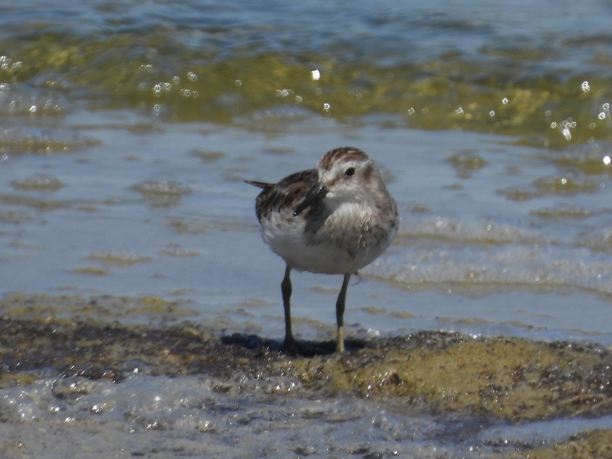 Least Sandpiper - ML619069243