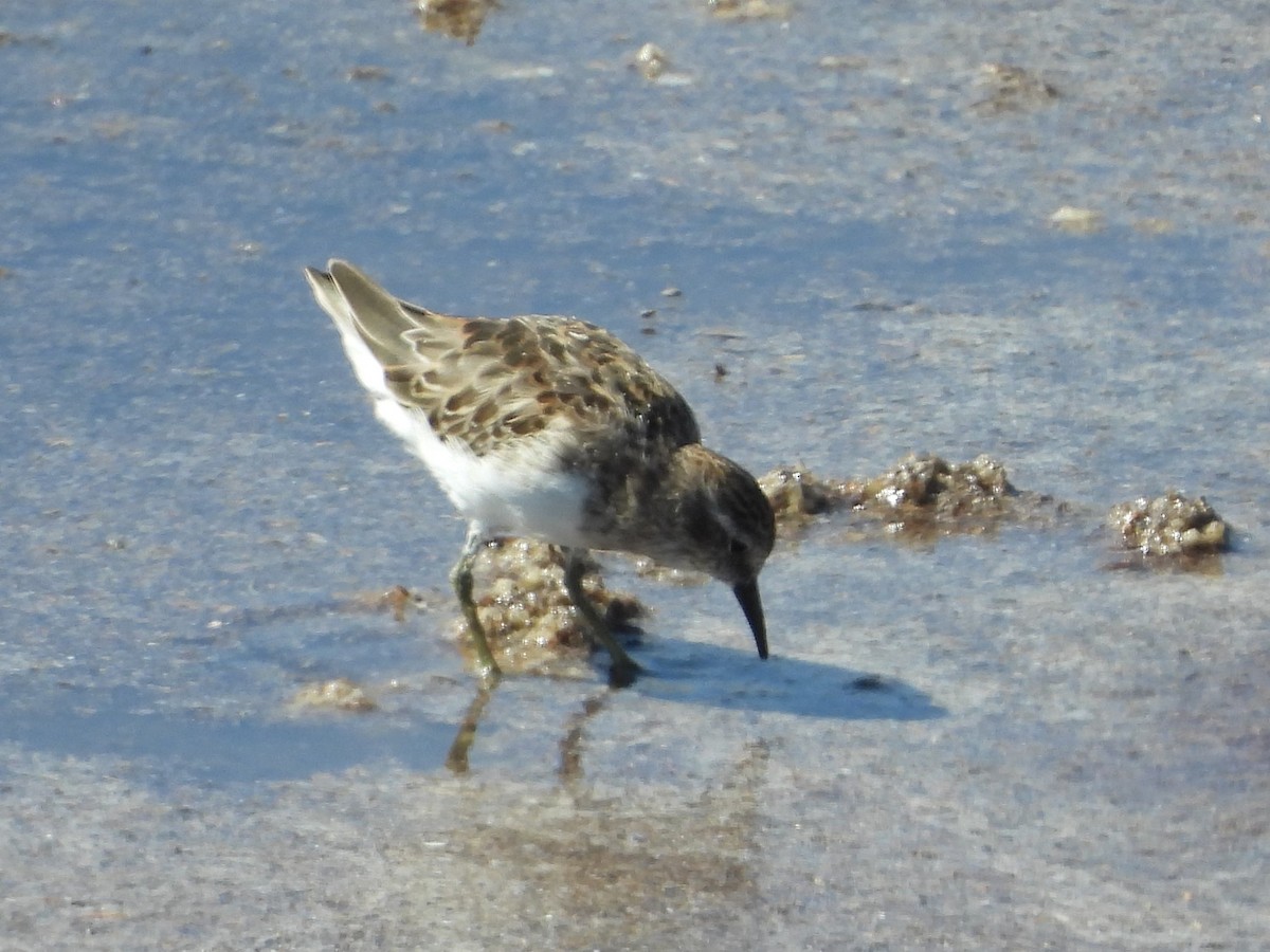 Least Sandpiper - ML619069245