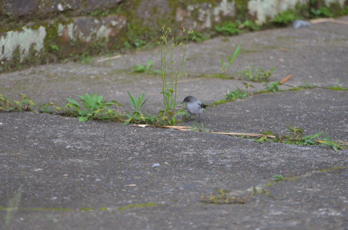 Torrent Tyrannulet - Hugo Tabares Barrera