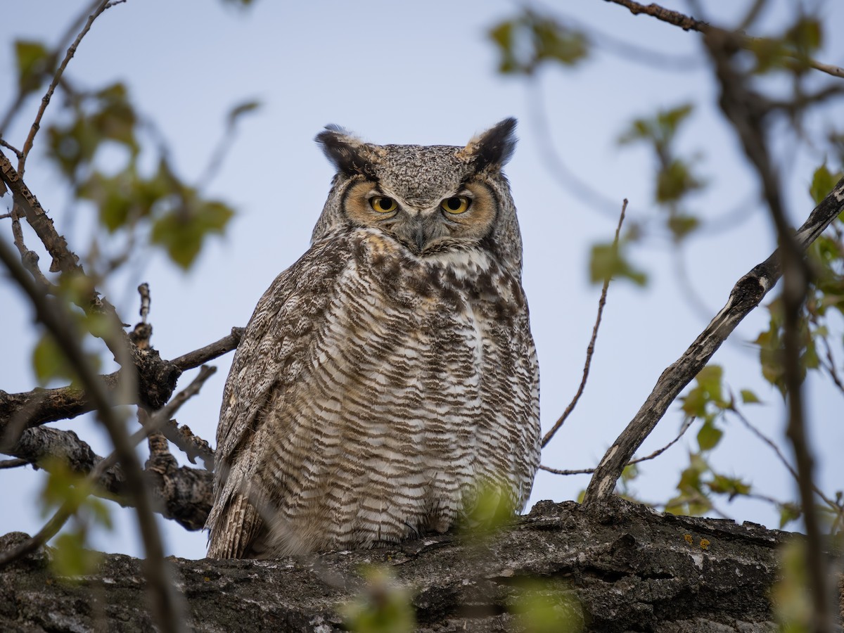 Great Horned Owl - Colin Koerselman