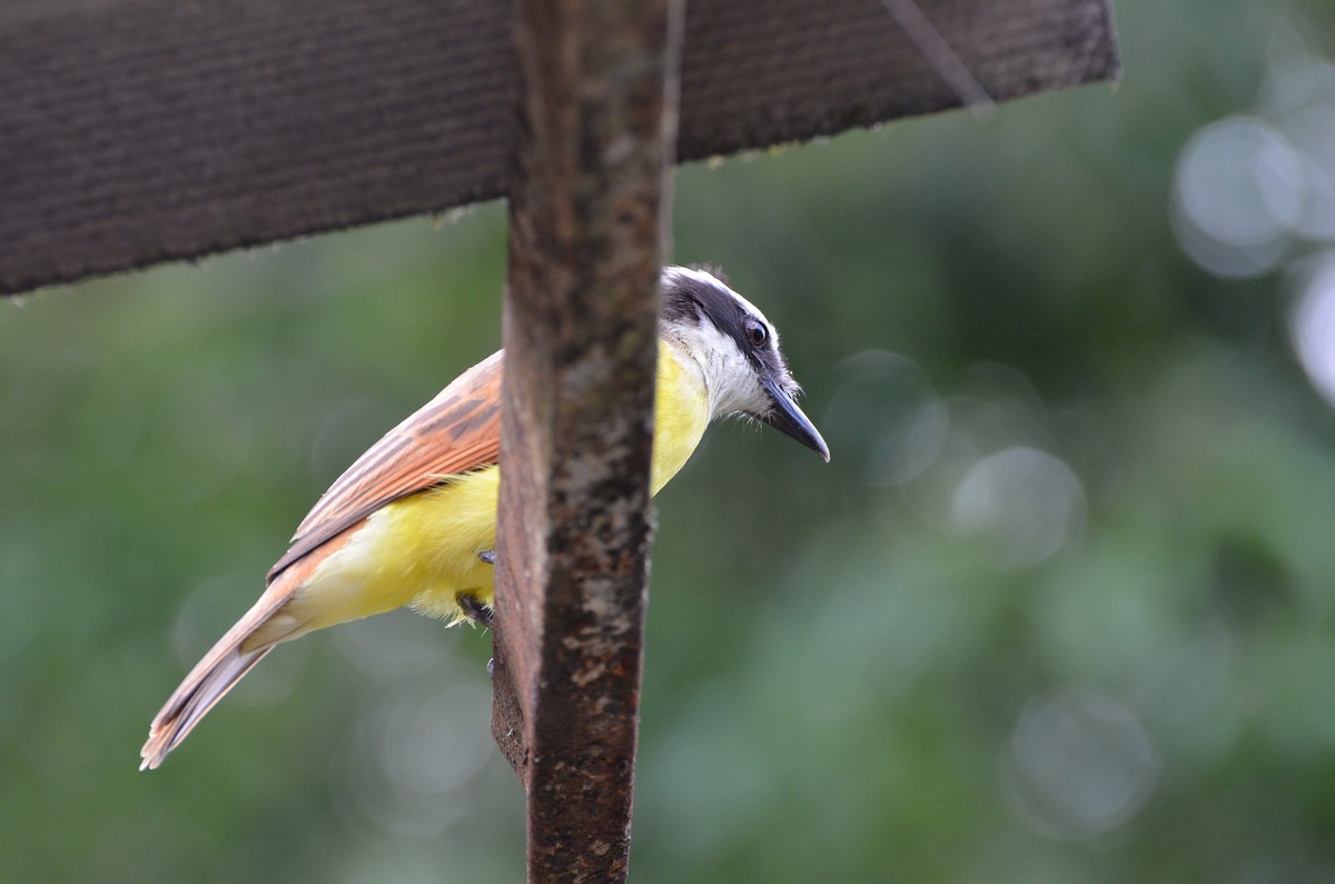 Great Kiskadee - ML619069281