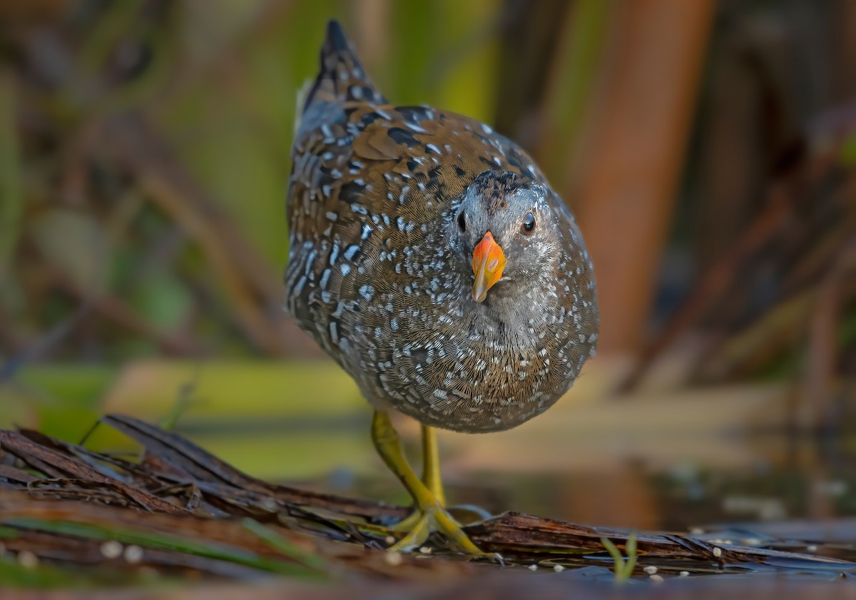 Spotted Crake - ML619069285