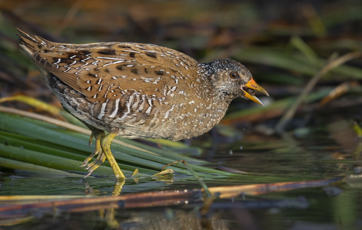 Spotted Crake - ML619069286