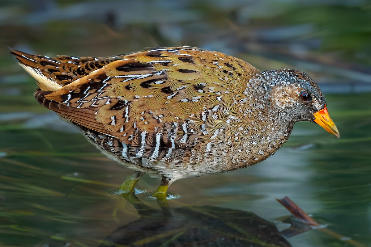 Spotted Crake - ML619069287