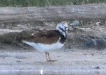 Ruddy Turnstone - Susan Rosine