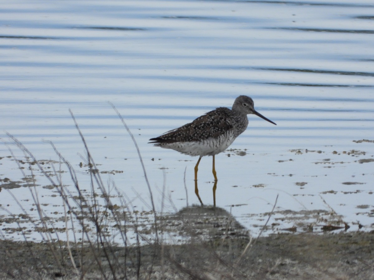 Greater Yellowlegs - ML619069315