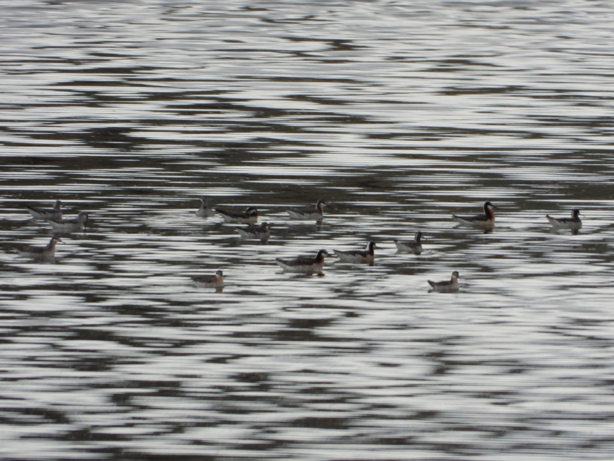 Wilson's Phalarope - Jeff Percell