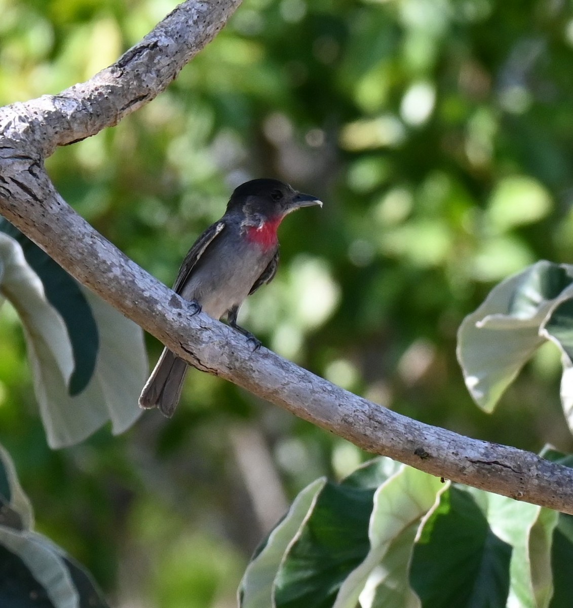 Rose-throated Becard - Steve Scordino