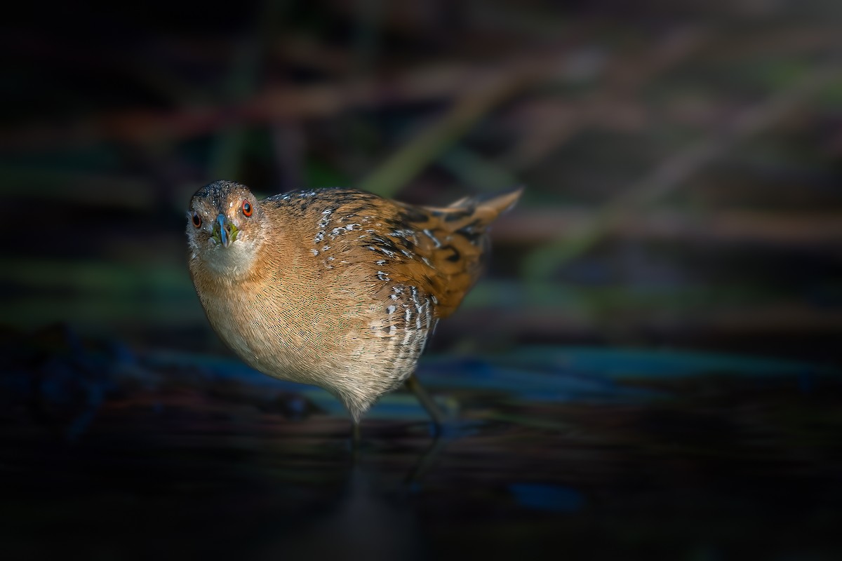 Baillon's Crake - Rahul Chakraborty