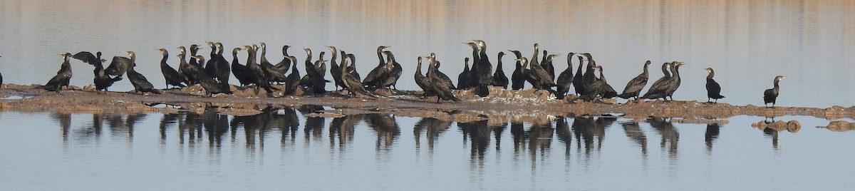 Indian Cormorant - shantilal  Varu