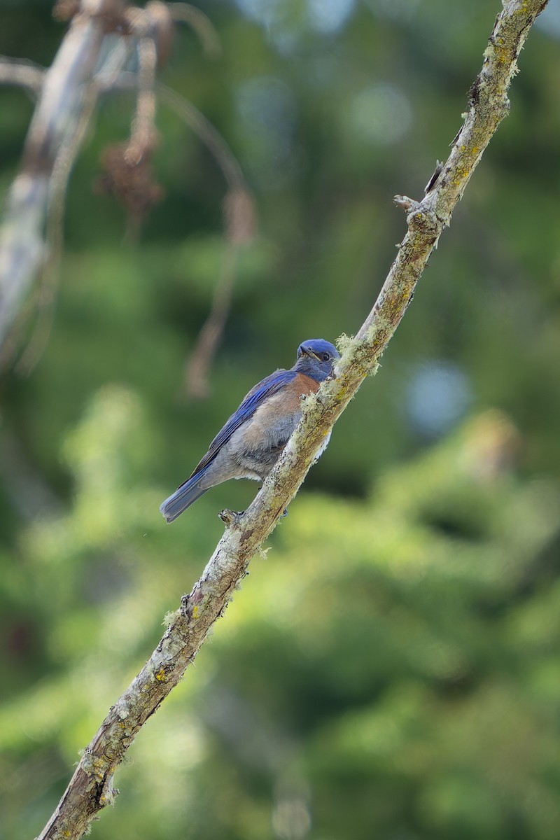 Western Bluebird - ML619069345