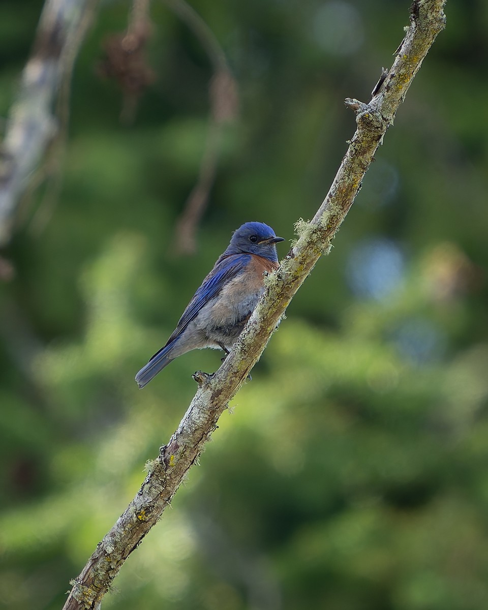 Western Bluebird - ML619069346