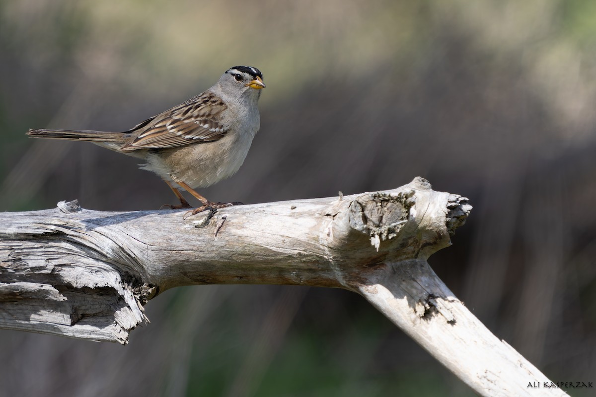 White-crowned Sparrow - ML619069349