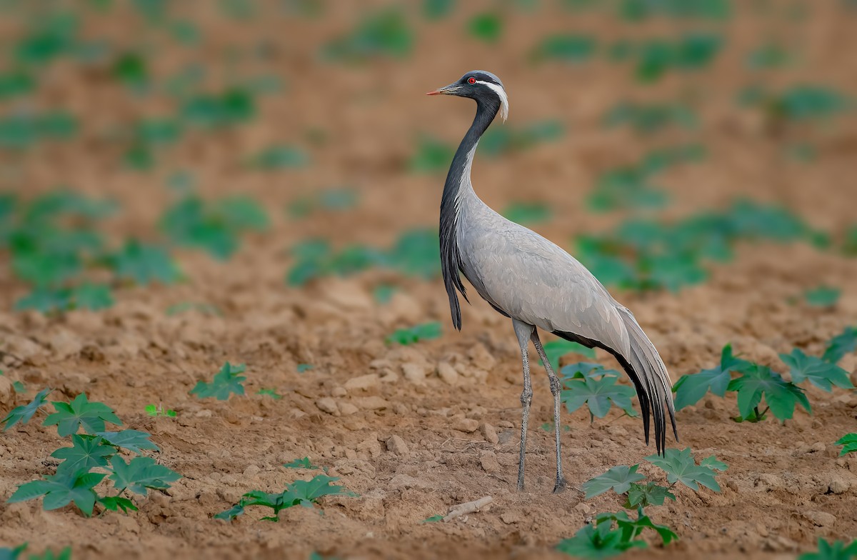 Demoiselle Crane - Rahul Chakraborty