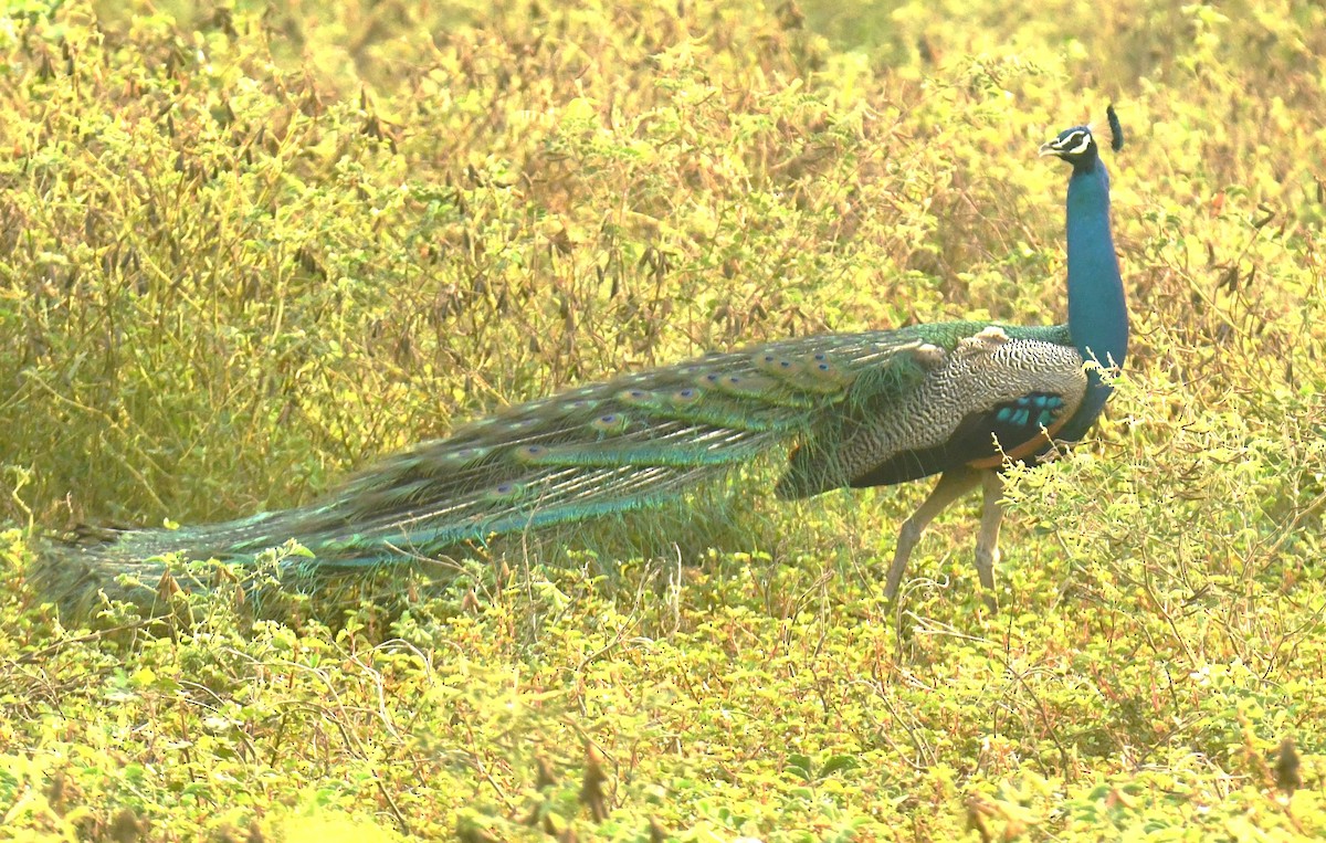 Indian Peafowl - ML619069388