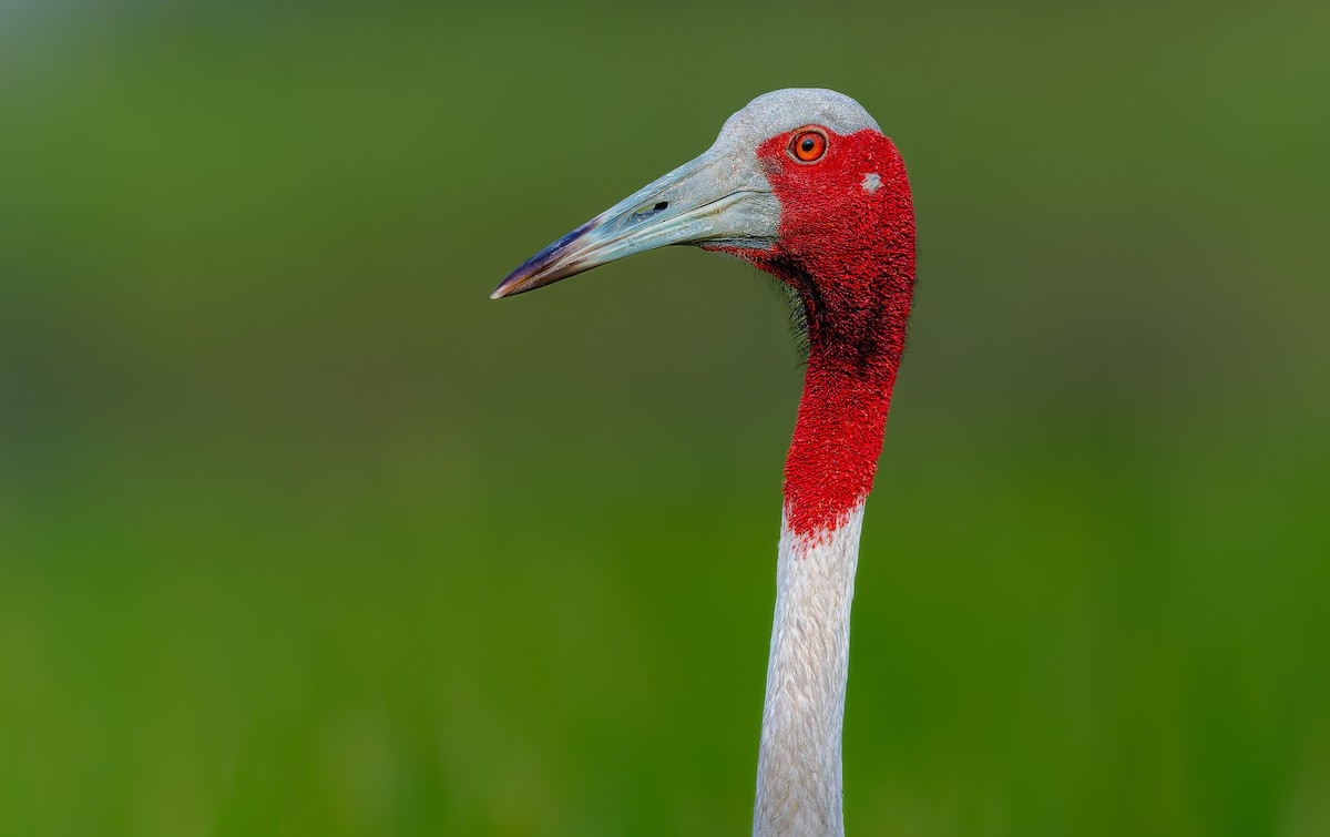 Sarus Crane - Rahul Chakraborty