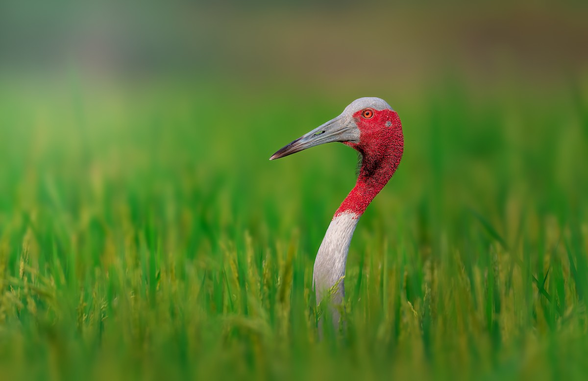 Sarus Crane - Rahul Chakraborty