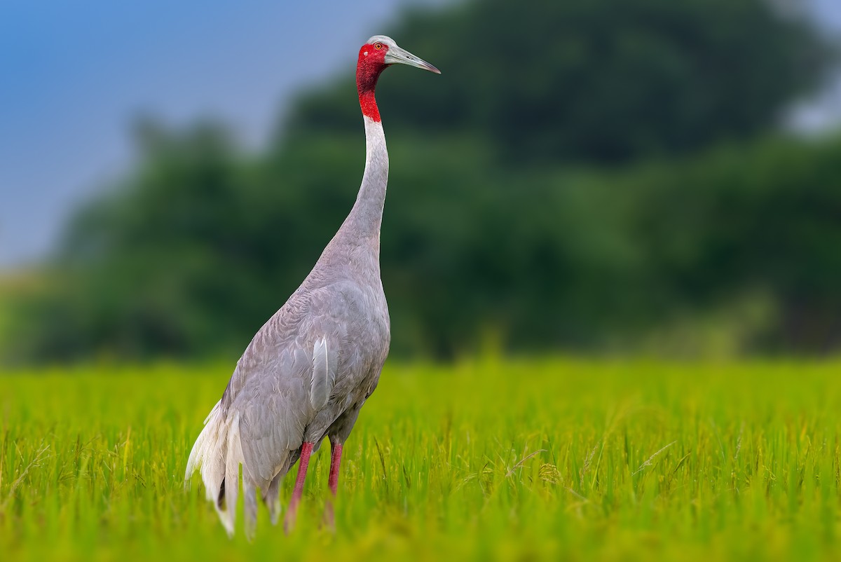 Sarus Crane - Rahul Chakraborty