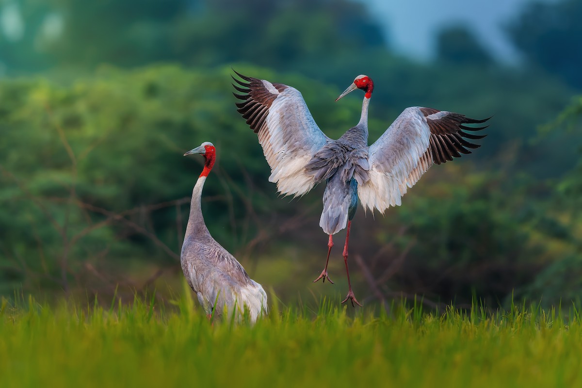 Sarus Crane - Rahul Chakraborty