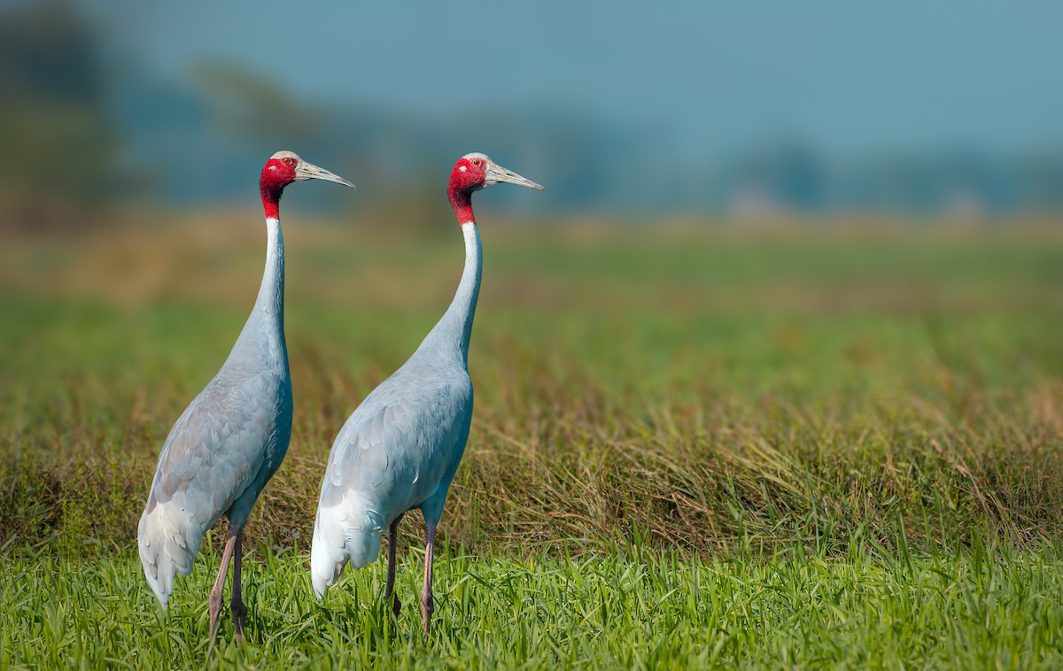 Sarus Crane - Rahul Chakraborty