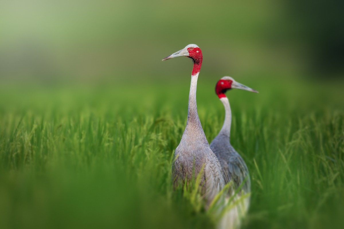 Sarus Crane - Rahul Chakraborty